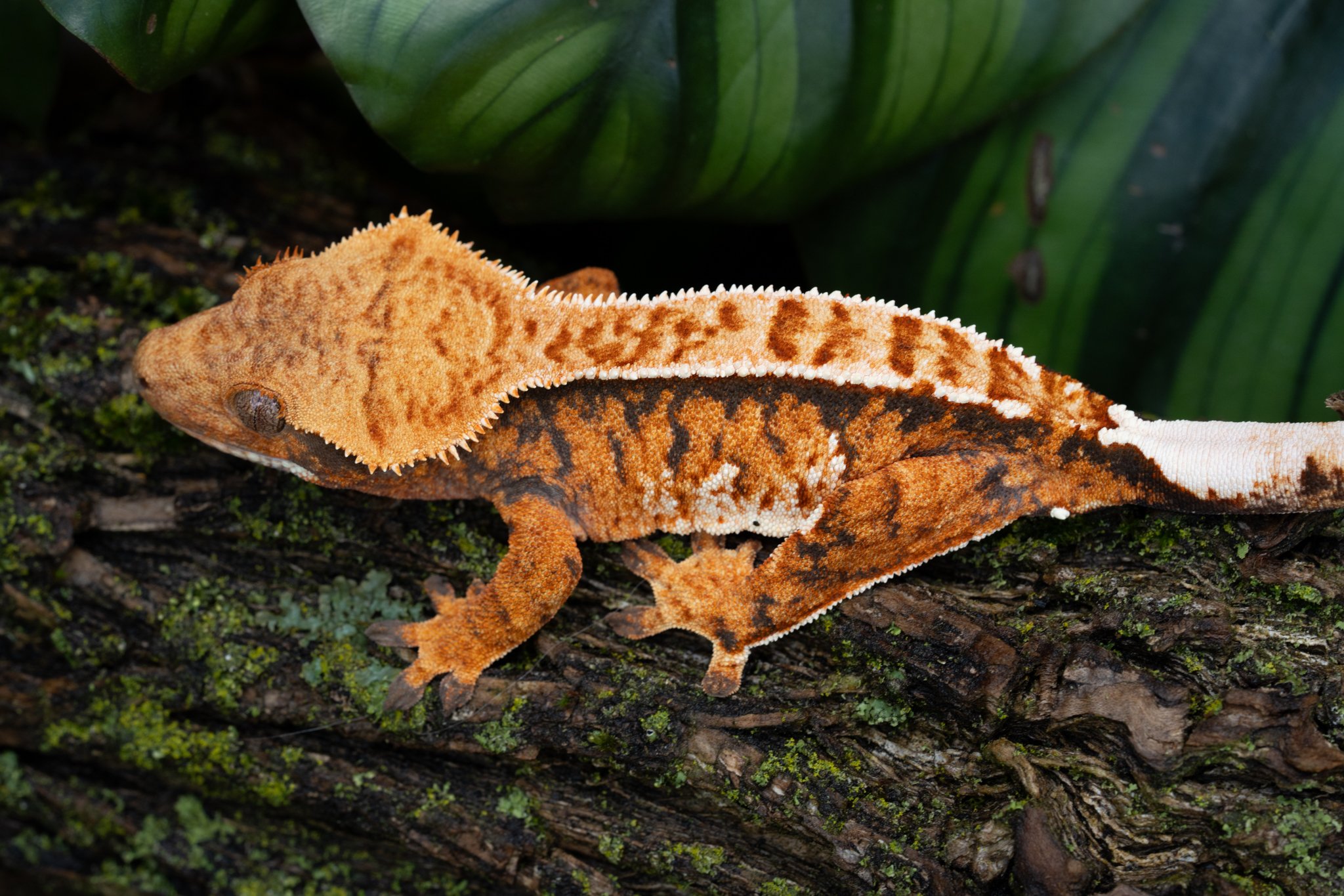 The Little Engine That Could (Brave Little Toaster x Cordette) Produced and Owned by Celestial Exotics 