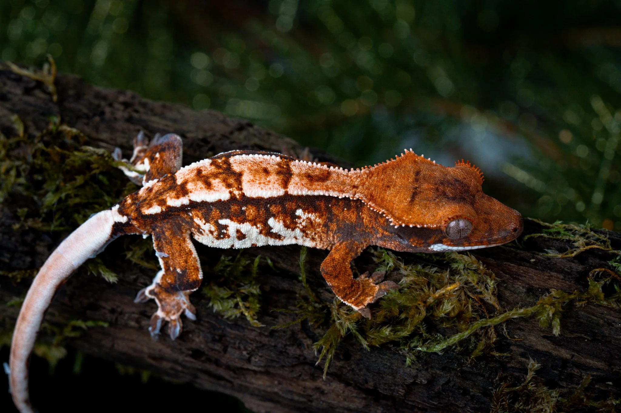 Sidecar x Amenhotep (SiAm25-6) Produced by Celestial Exotics