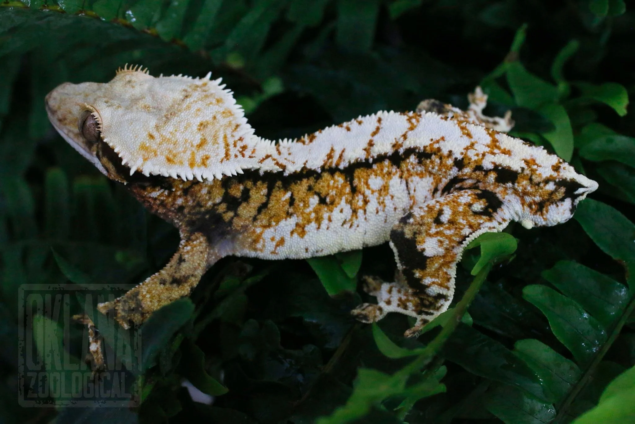 Buttersock (Dumpstah x Ghidorah) Produced and Owned by Oklana Zoological
