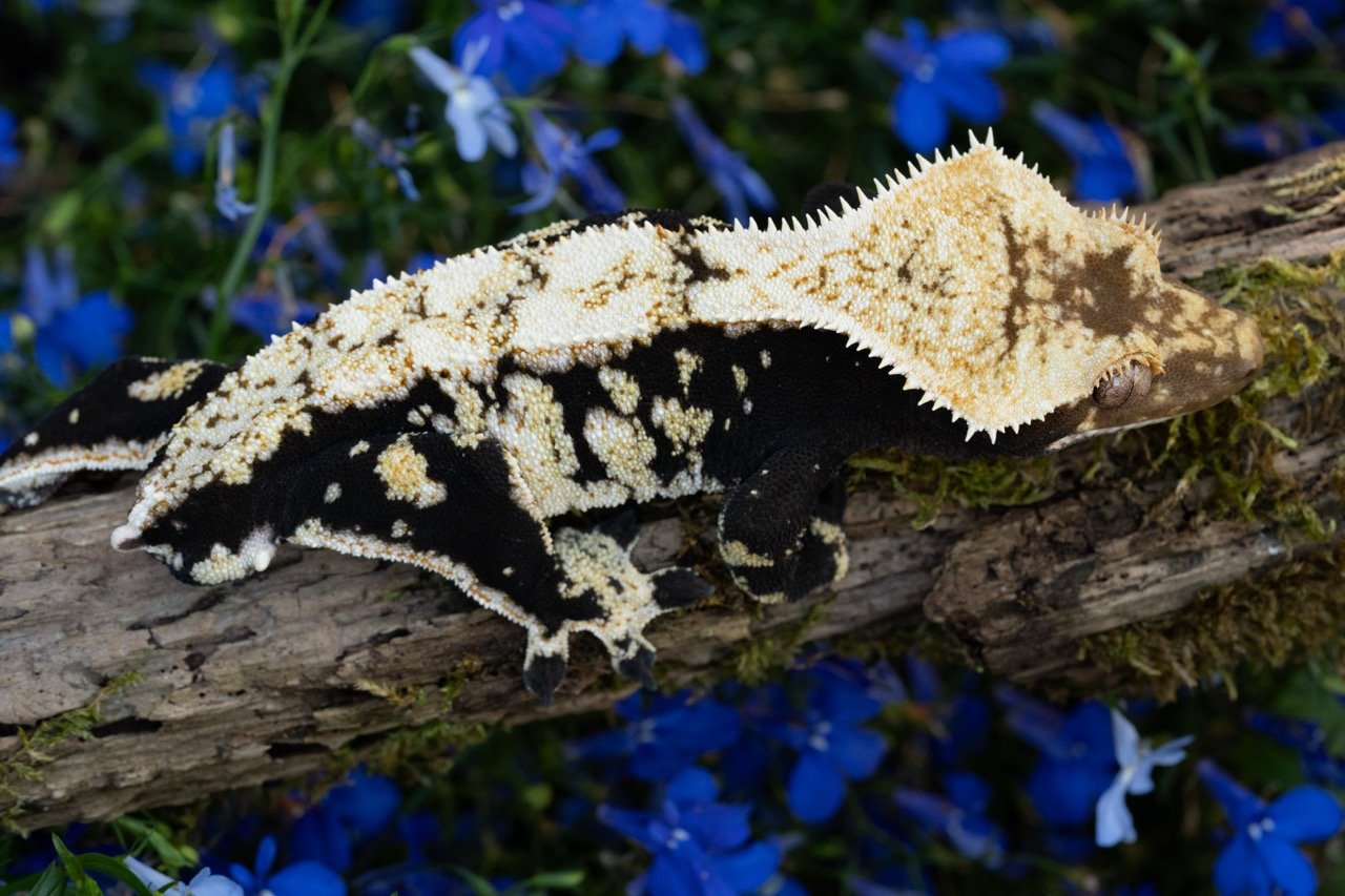 Ouagadougou-1 Large.jpeg