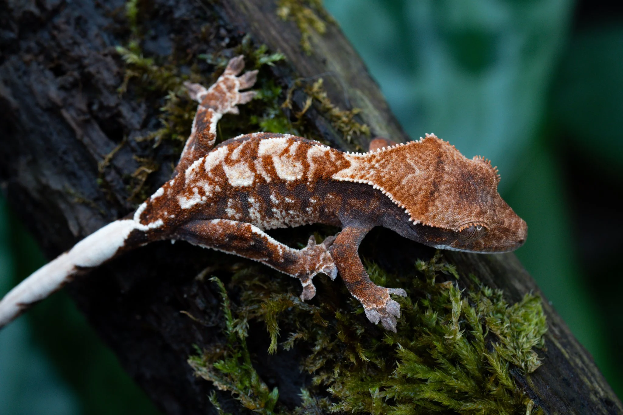 KaCa25-6 (Carney x Kaluha) Produced and Owned by Celestial Exotics 
