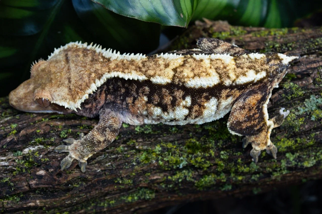 SUMMIT-2-2 Large.jpeg