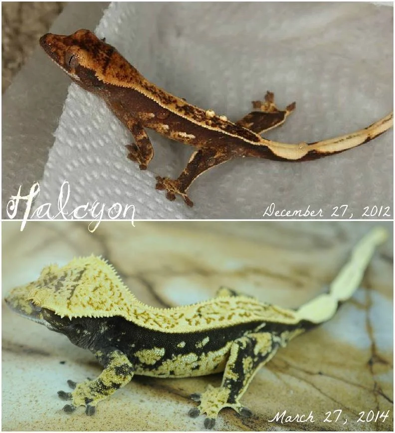 halcyon progression .jpg