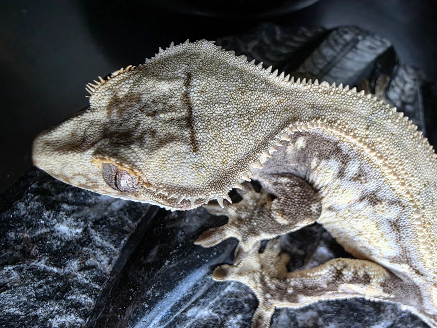 Caribou Lou X Amunet 4.webp