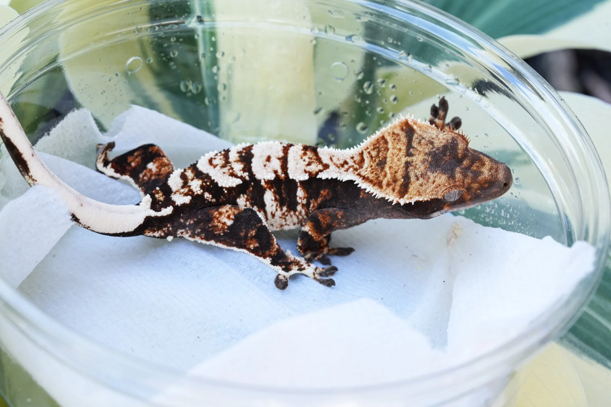 FrEv25-5 (Frezza x Evita) Produced and owned by Celestial Exotics 