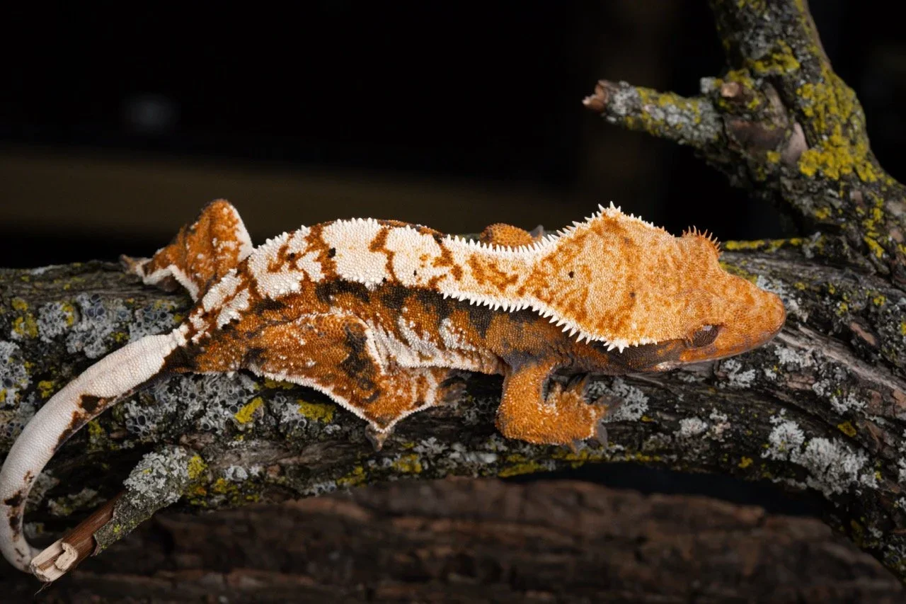 Kilowatt (Kili x Voltage) Tri-Hard Cresties