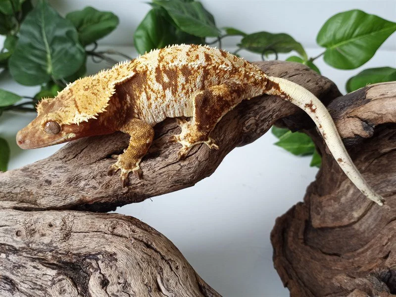 Crazy Red Head (Jungle Jim x Ruby Tuesday) Tara Leigh's Cresties