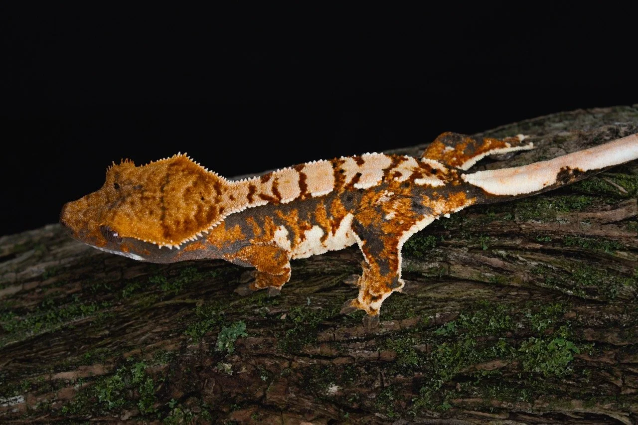 Kilowatt x Intergalactic Dumpster Fire (IDFKi25-4) Produced by Celestial Exotics