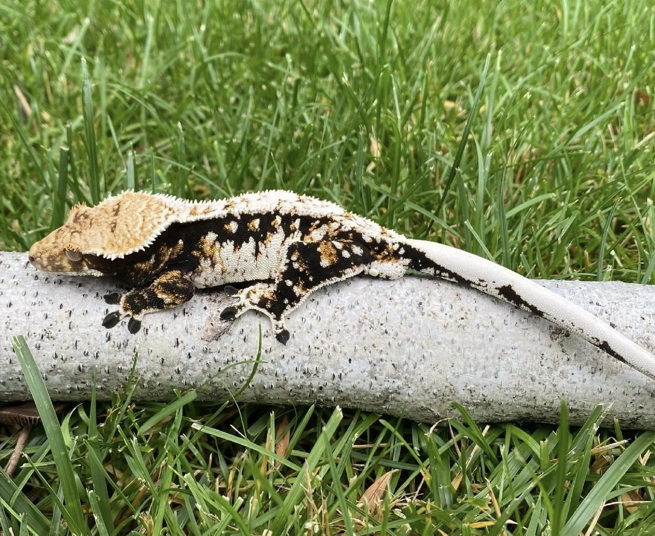 Jupiter - Produced by 502Geckos