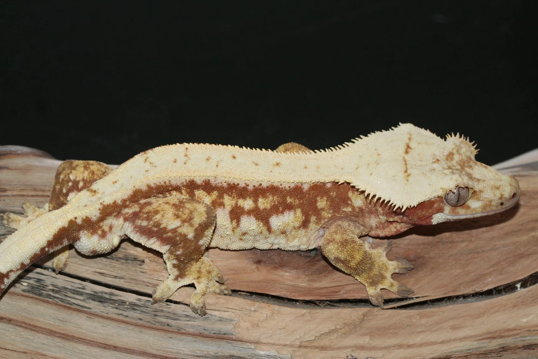 Daredevil (Swagger x Flare) LAC Herps