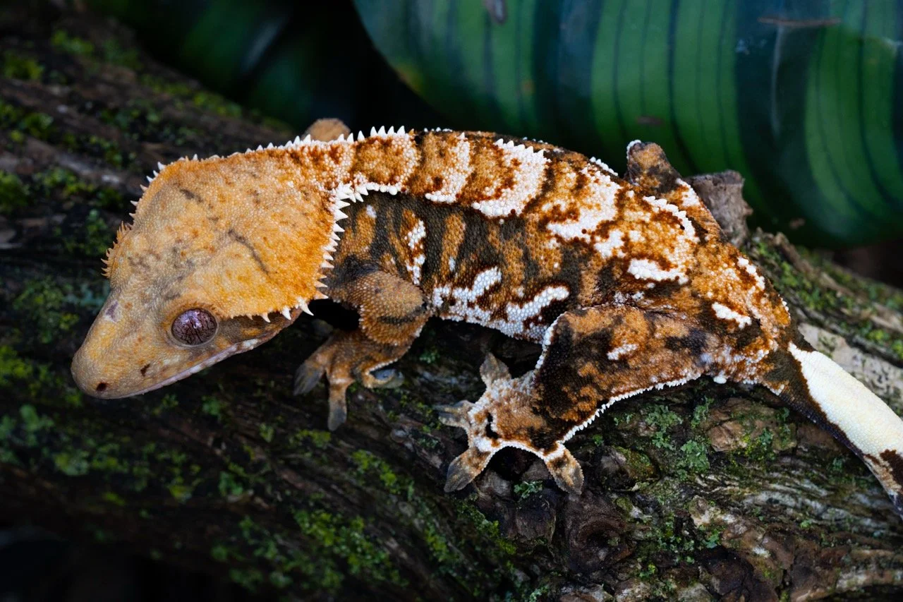 misery business-2-3 Large.jpeg