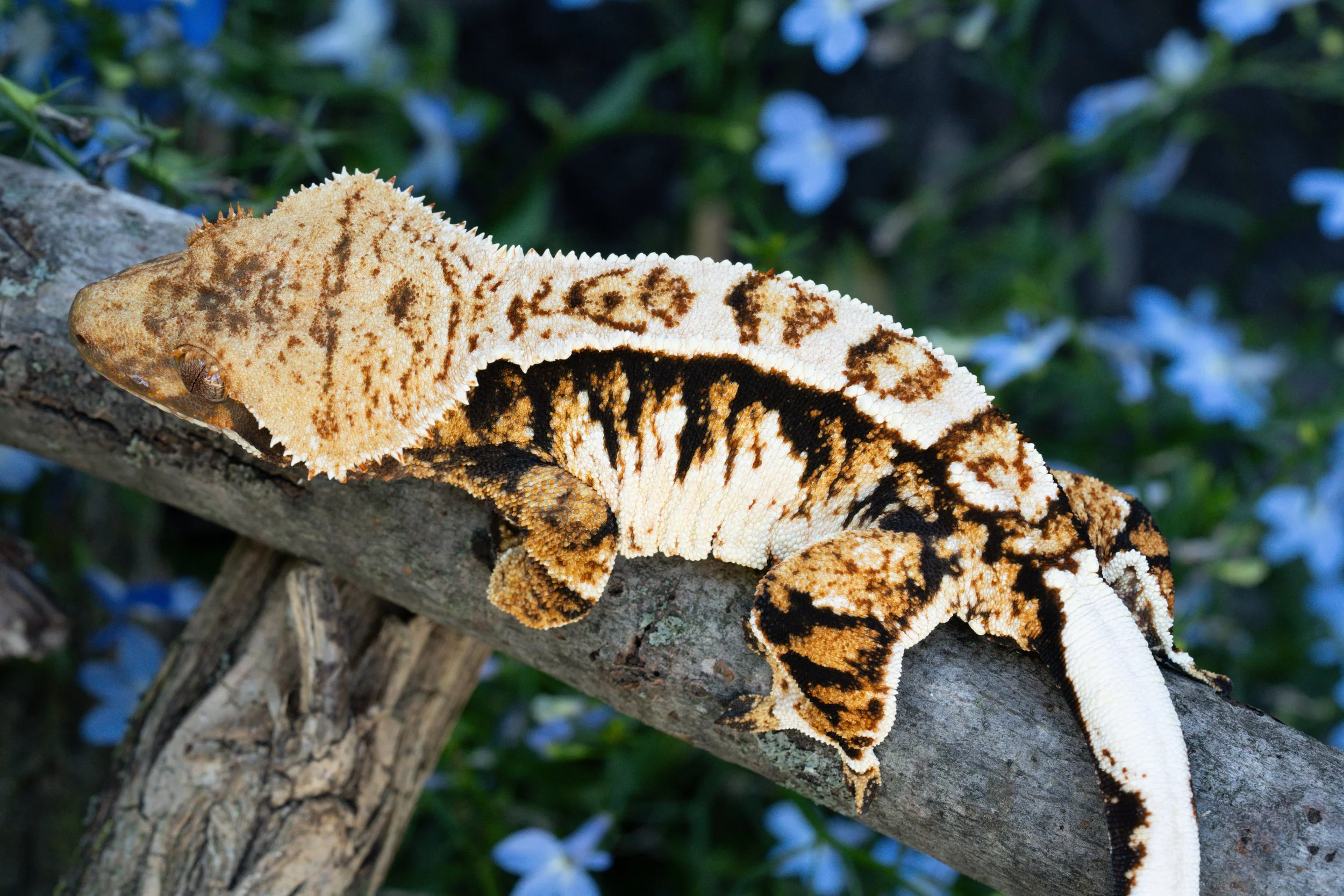 blankey BrFo24-1. 3.jpeg