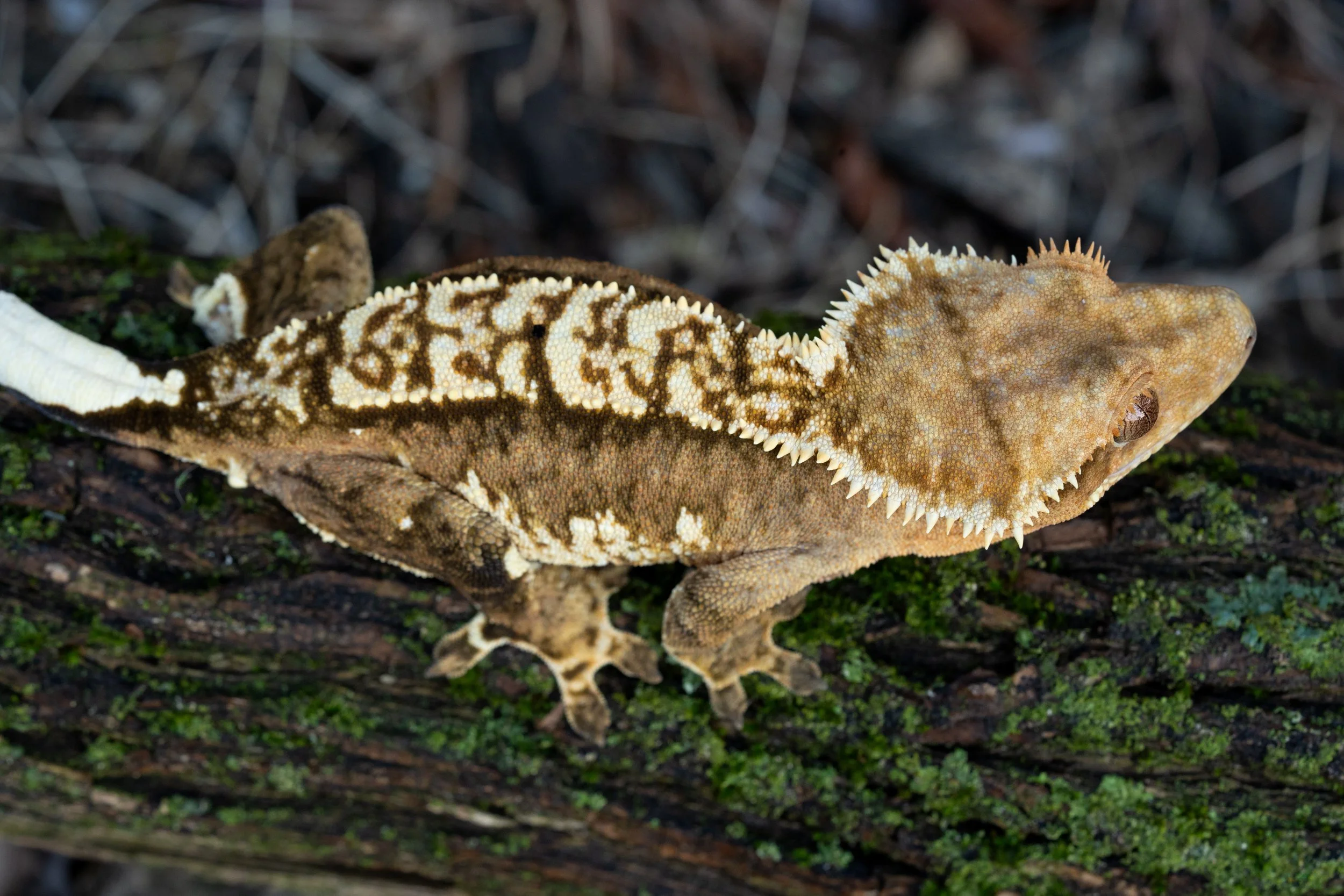 loess crazy mondo-1.jpeg