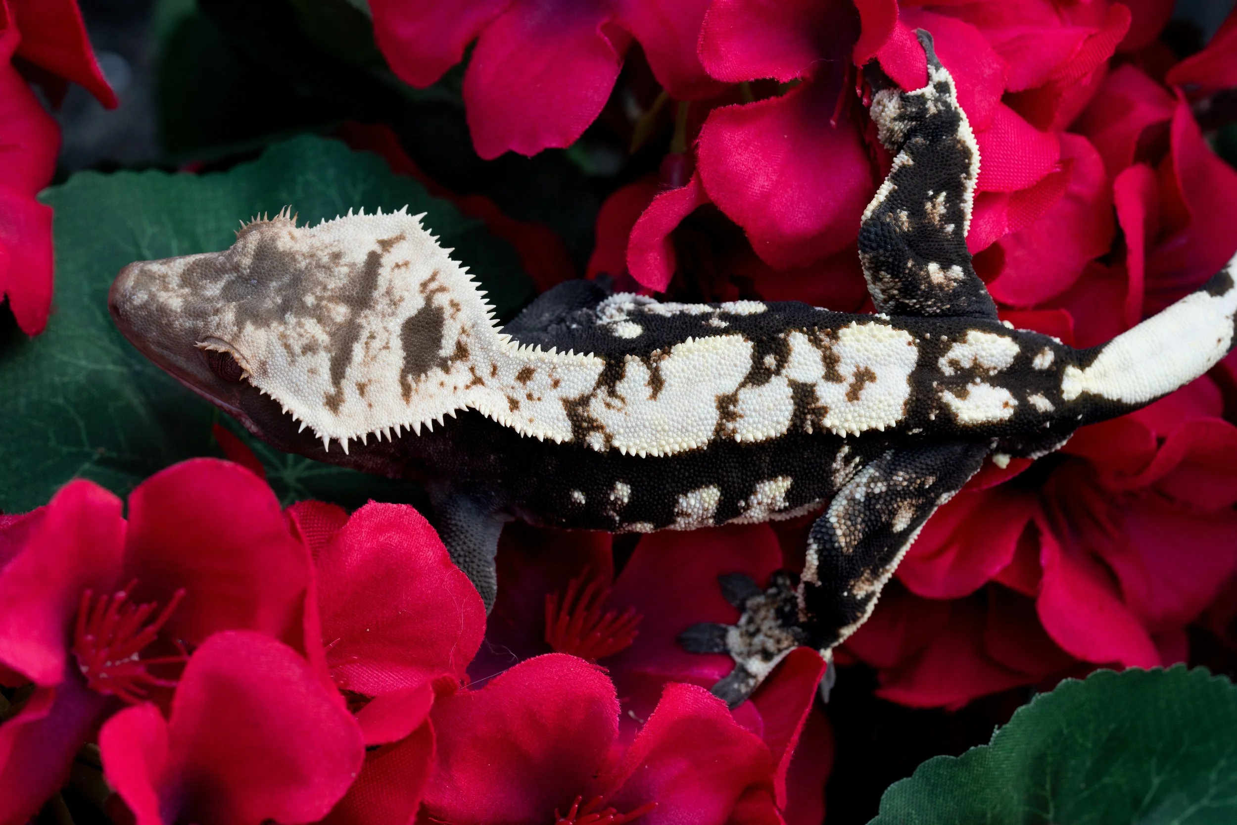 Sepulcher - Celestial Exotics Holdback 