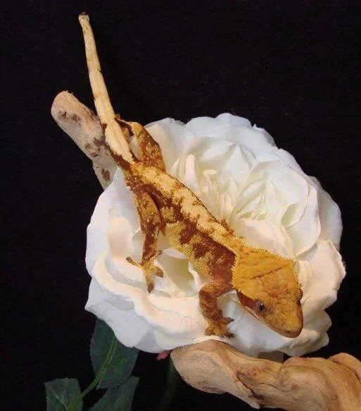 Joey - Here's Your Gecko