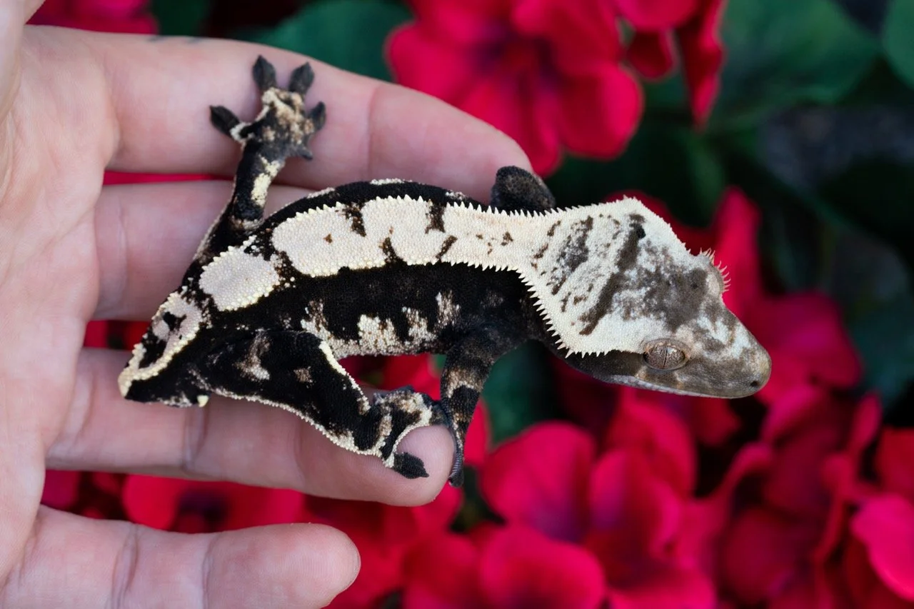 Black Ice x Cache - Produced by Celestial Exotics & Rocky Hill Geckos