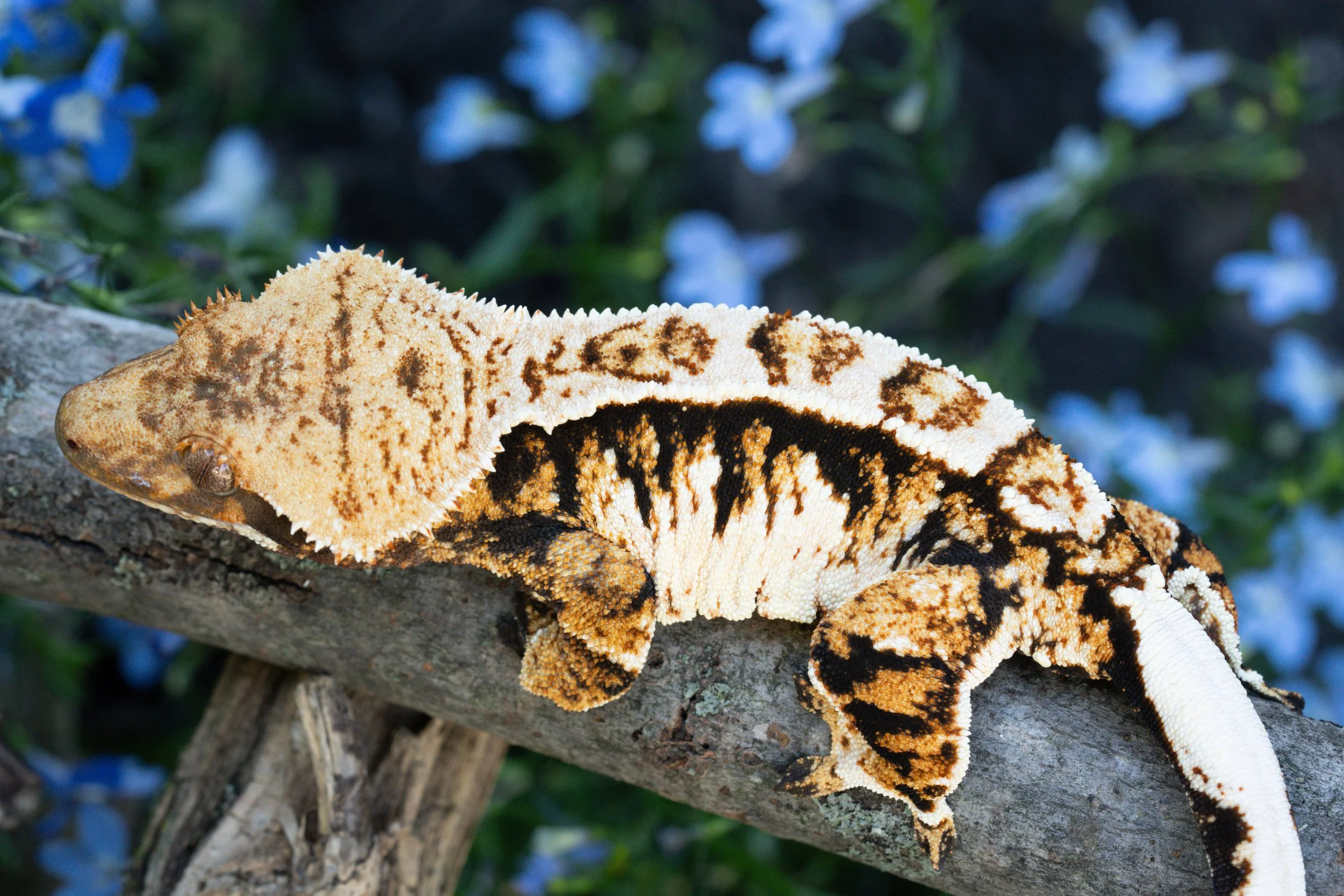 blankey BrFo24-1. 2.jpeg