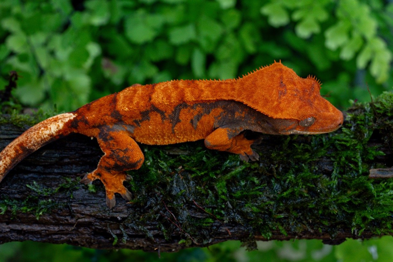 Jigsaw x Jestress (JiJe24- ) Produced by Celestial Exotics