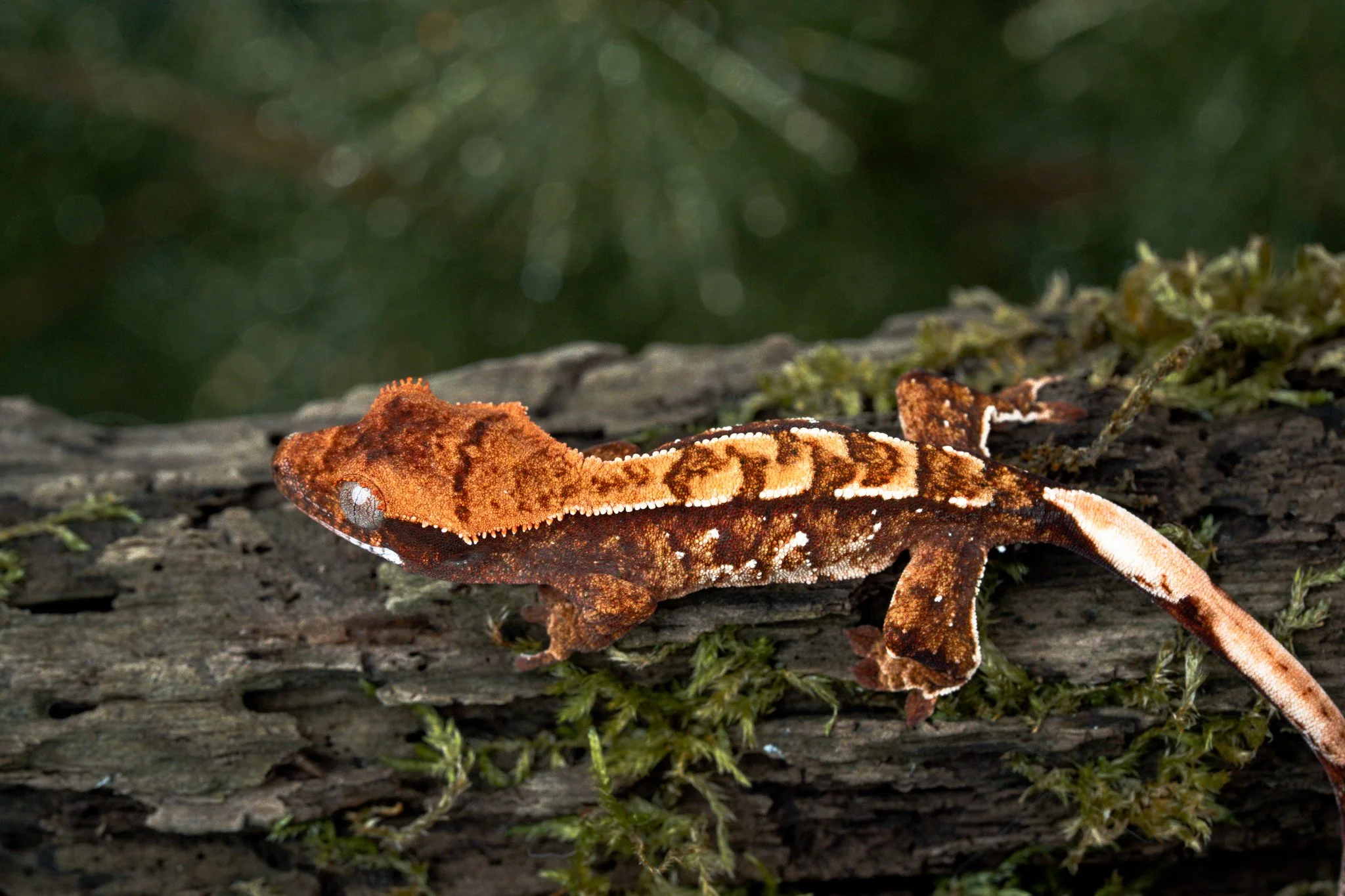 Sidecar x Amenhotep (SiAm25-9) Produced by Celestial Exotics