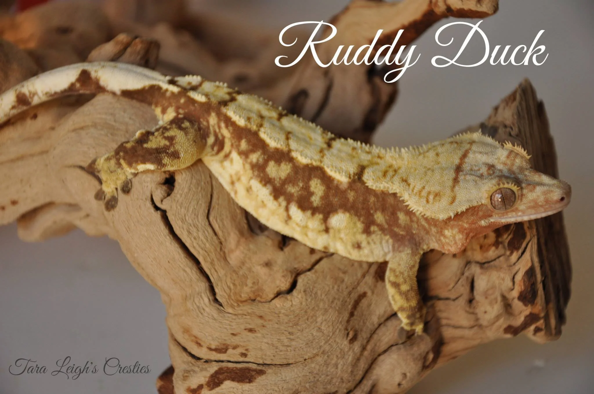 Ruddy Duck (Rex x Perdita) Bad Obsession Reptiles