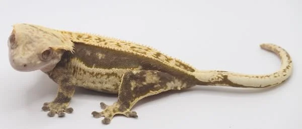 Dam: Rexy (Euphoria Exotics)