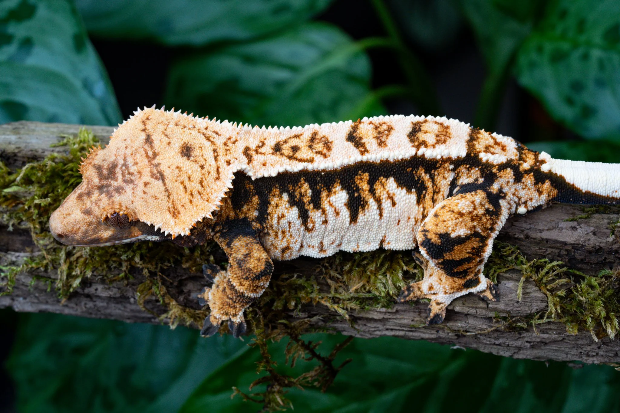 Blankey (Brave Little Toaster x Fortune Teller) - Produced and Owned by Celestial Exotics