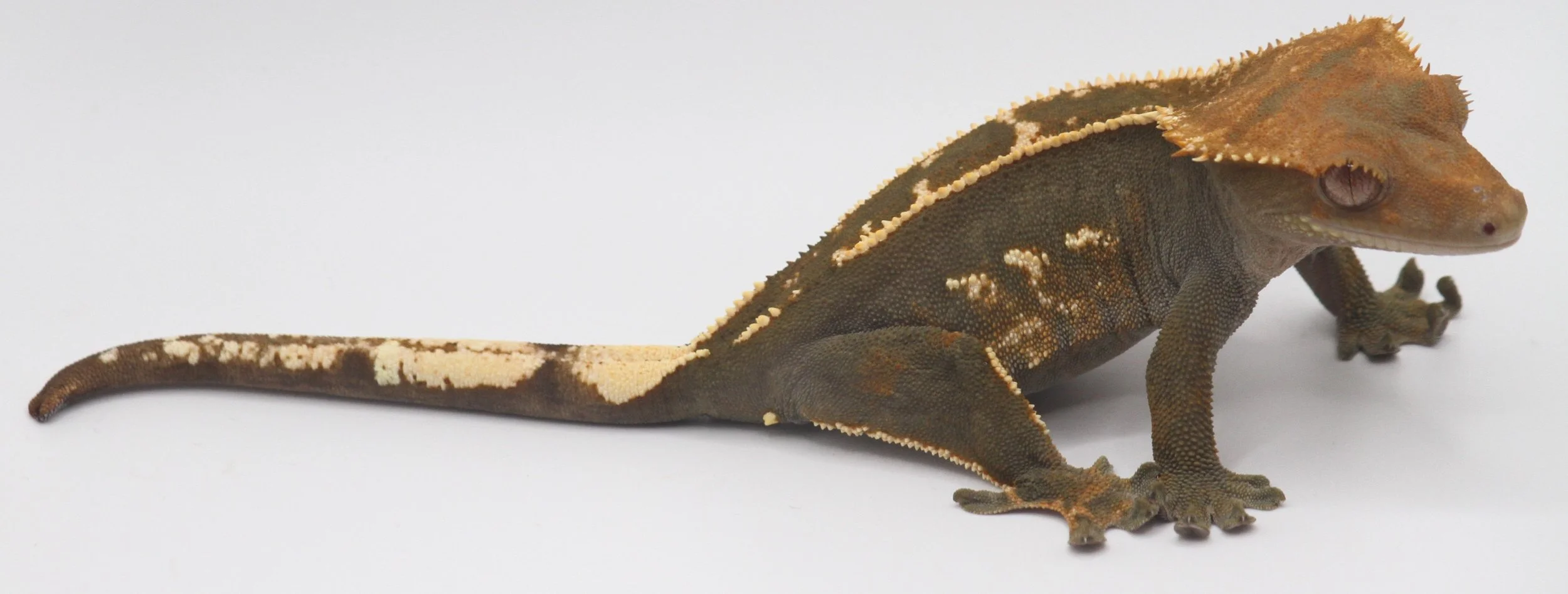 euphoria exotics euchre.jpg