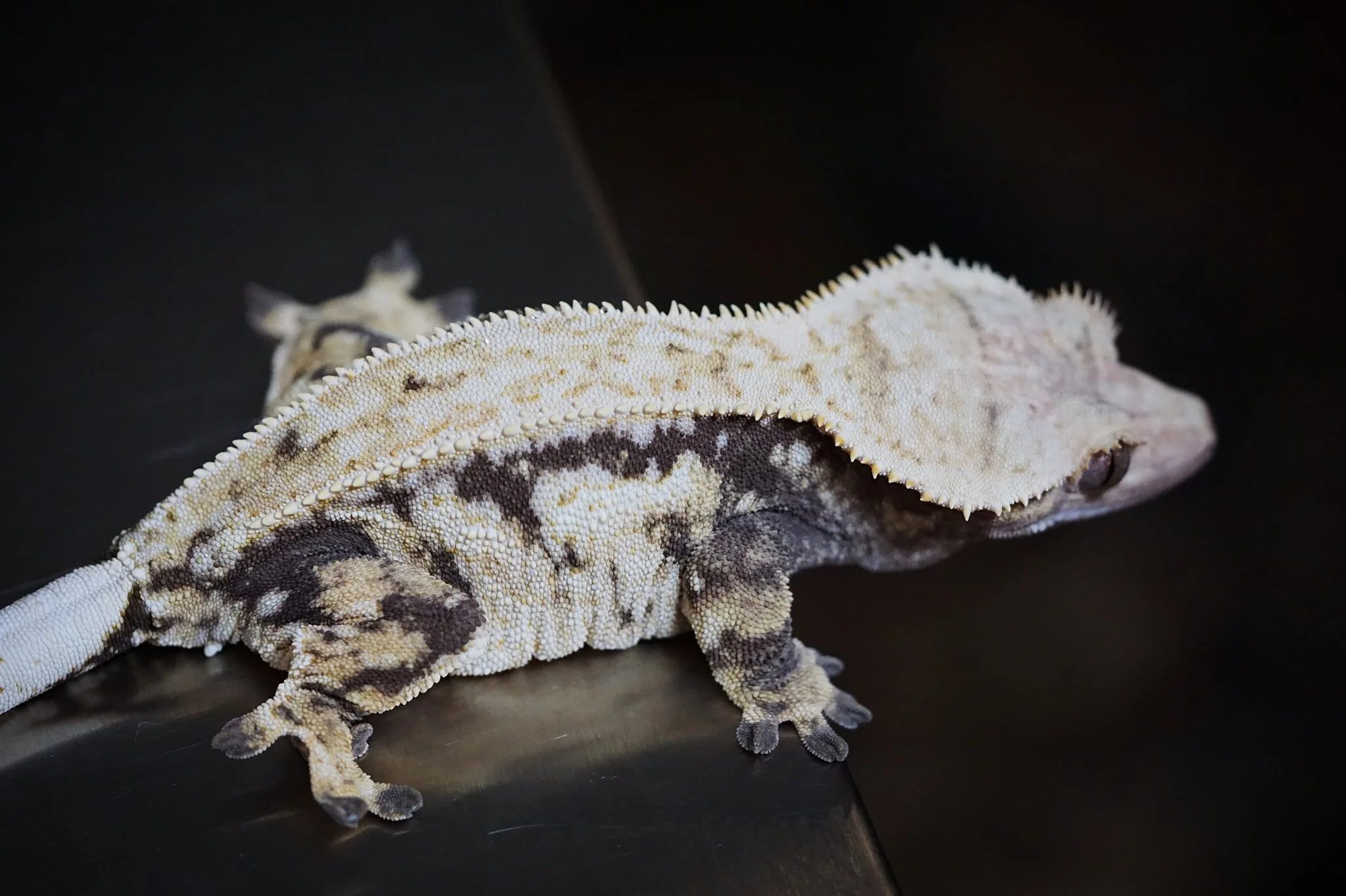 Amunet (A&B x Piccolo) Fancy Creatures