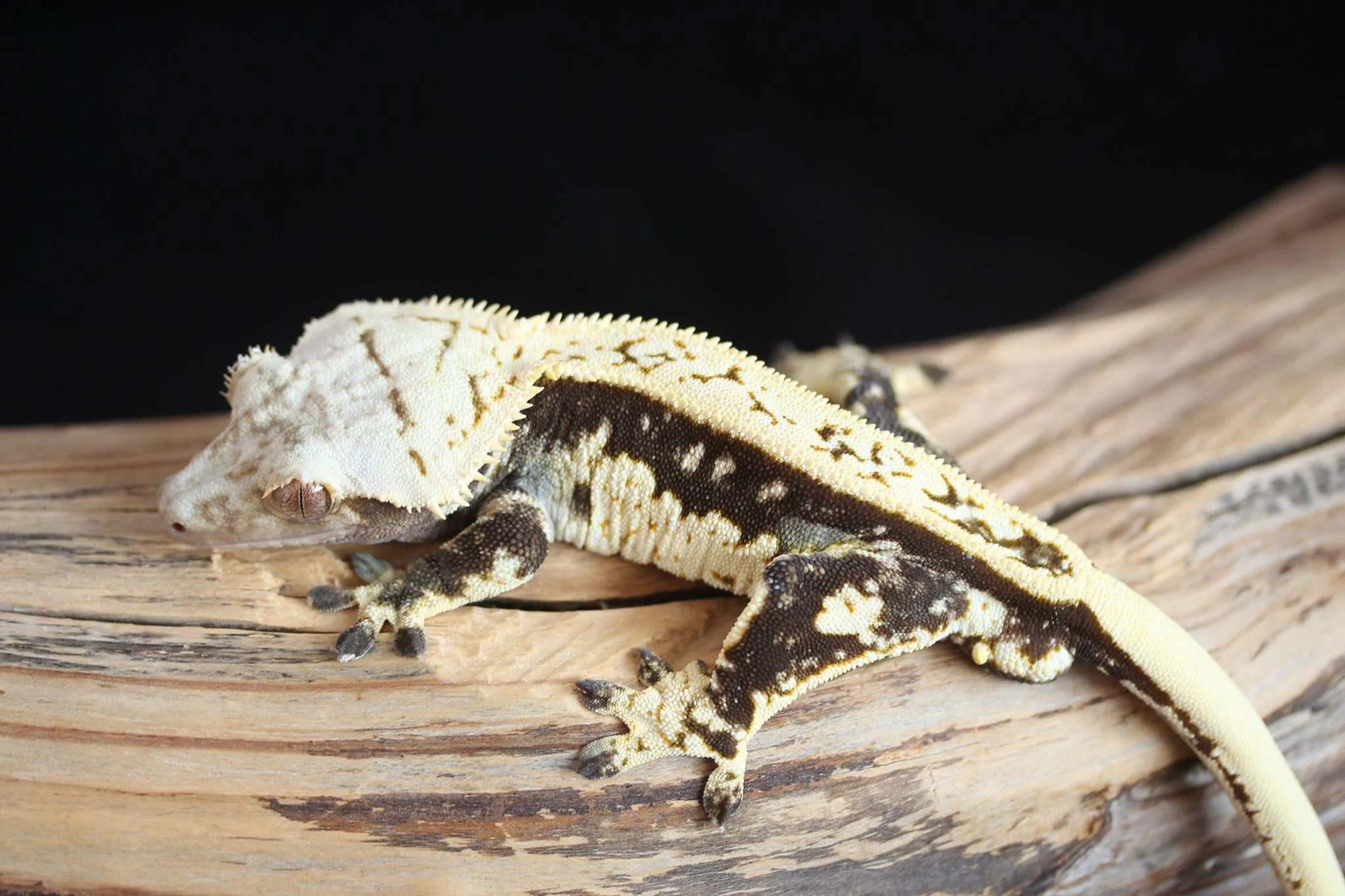 Merlotte (Captain x Willow) The Minagerie