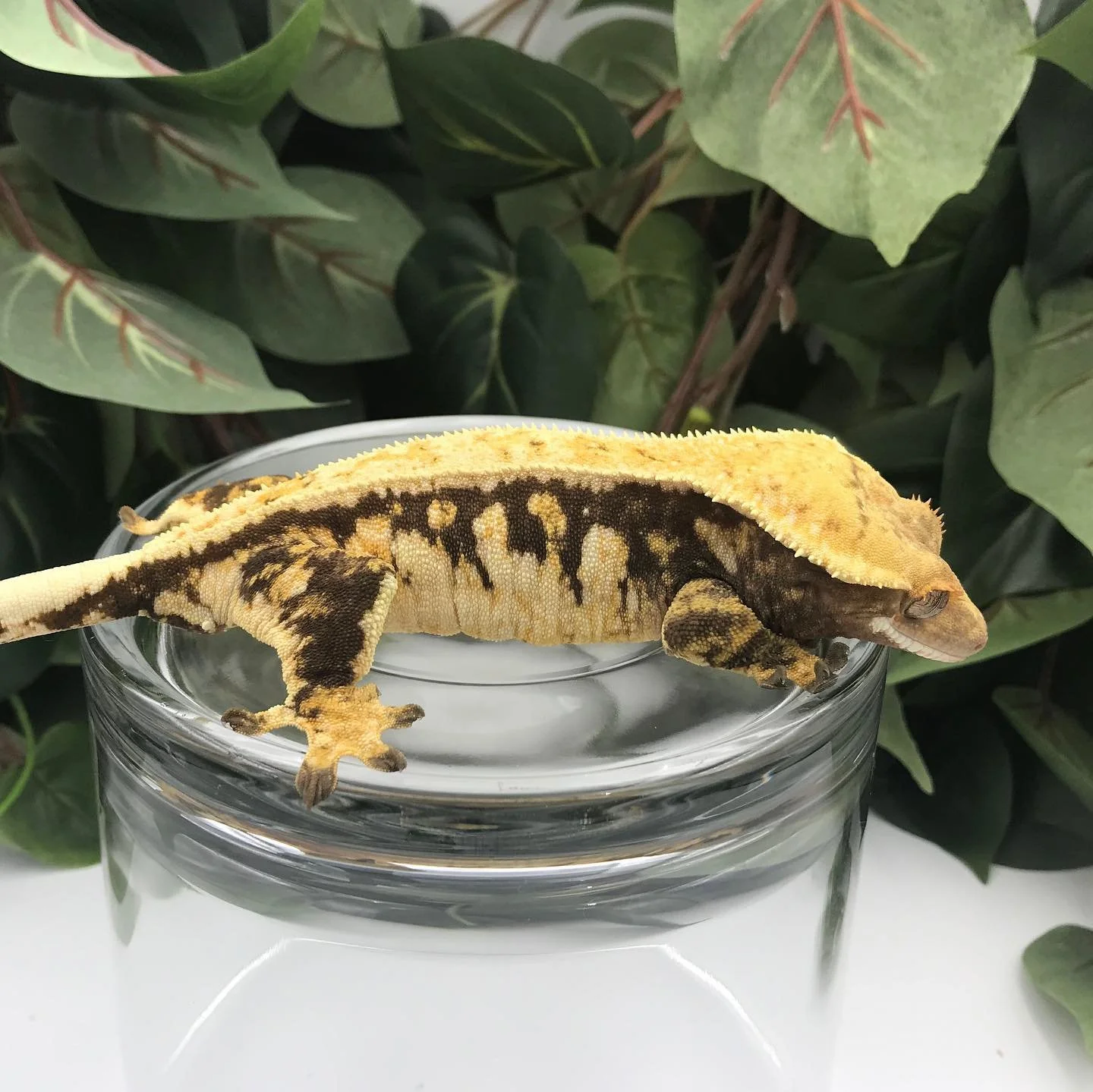 Toffee (Mirage x Monsoon) Produced by Nautilus Reptiles