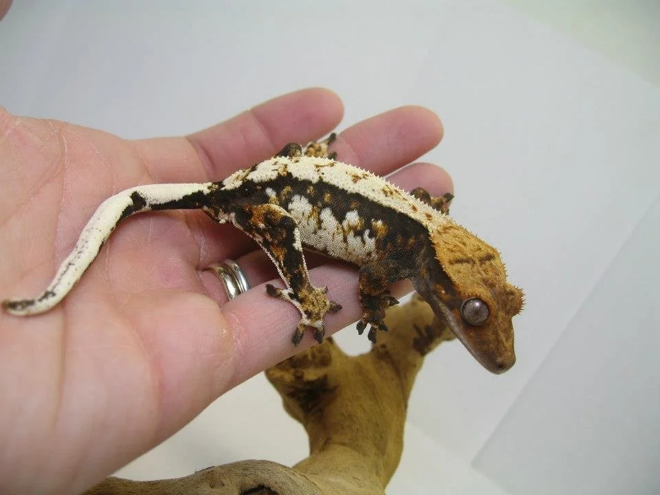 A&B (Danny x Frenchie) Heartland Geckos