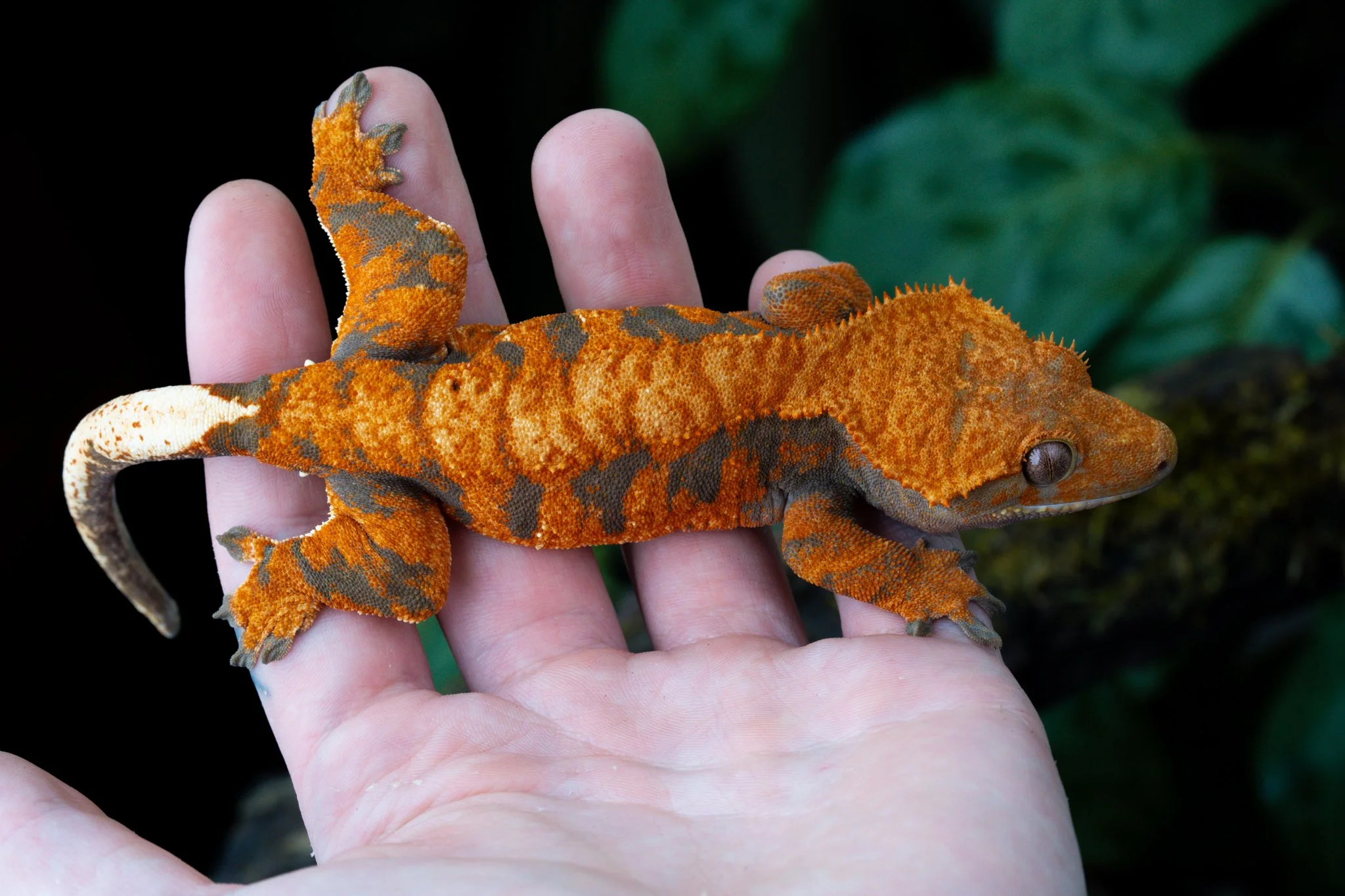 Samara (Marionette x Jigsaw) Produced and Owned by Celestial Exotics