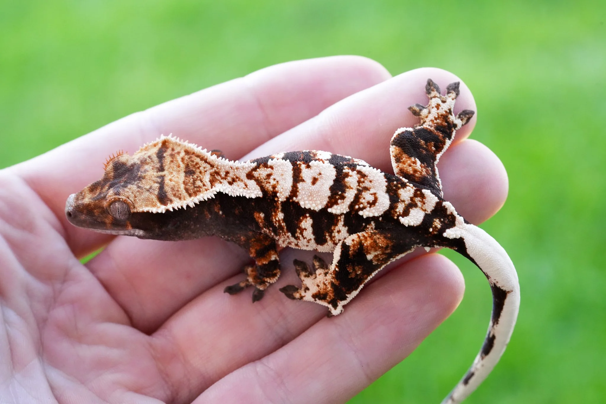 FrEv25-5 (Frezza x Evita) Produced and owned by Celestial Exotics 