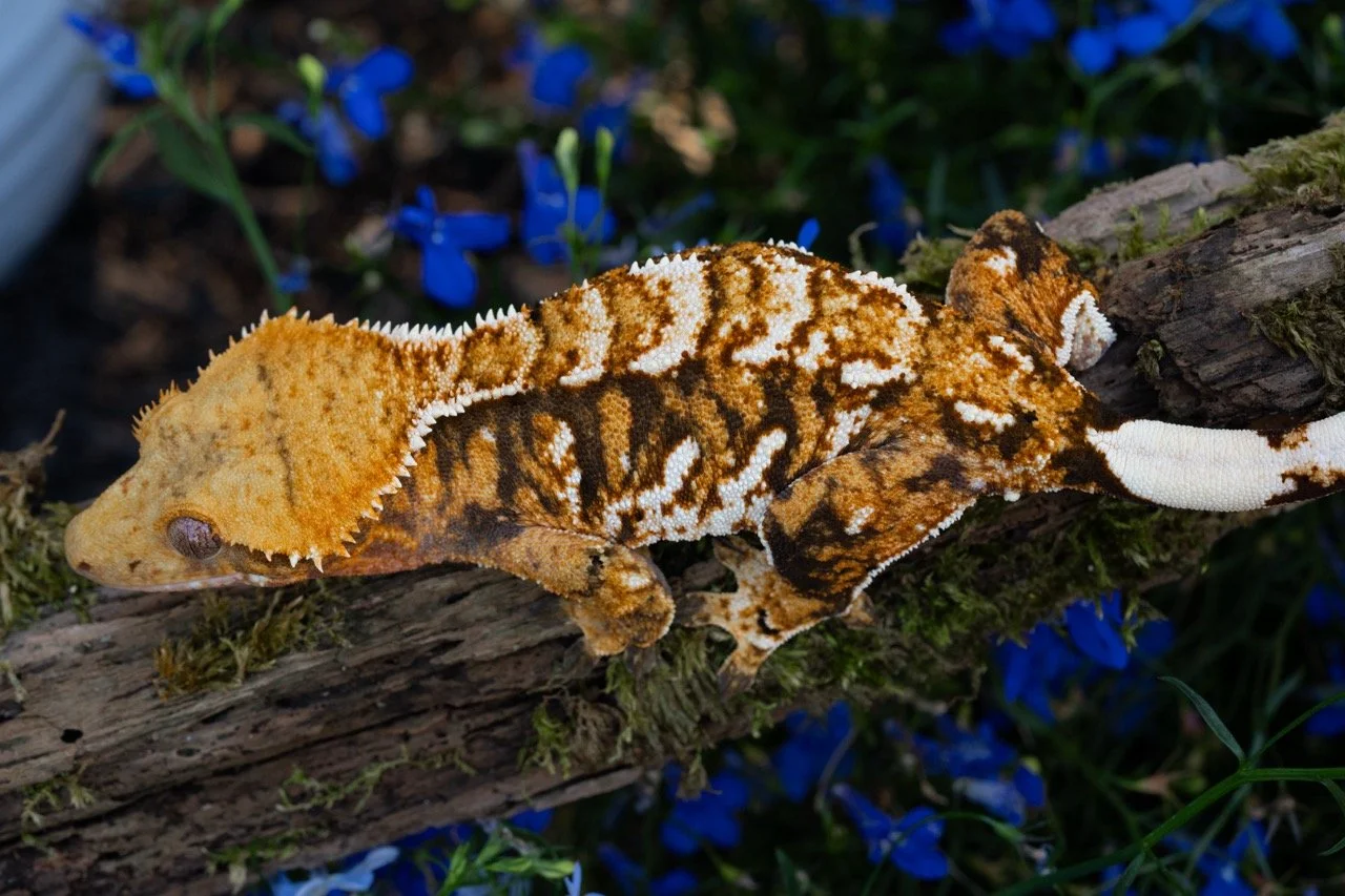 misery business-2-4 Large.jpeg