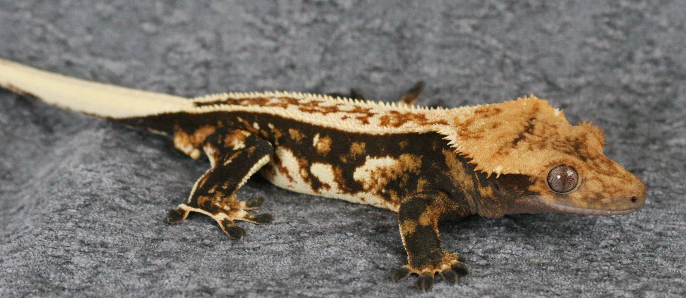 Bentley (Sugar Daddy x Twix) - Paris Reptiles