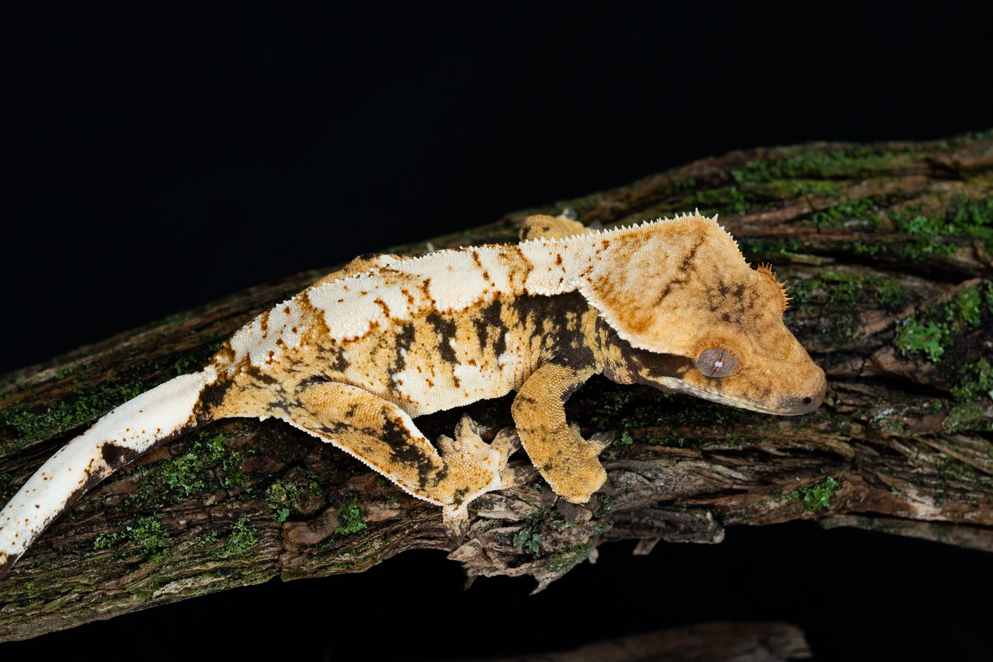 Gory Hole x Vans (VaGH25-4) Produced by Celestial Exotics