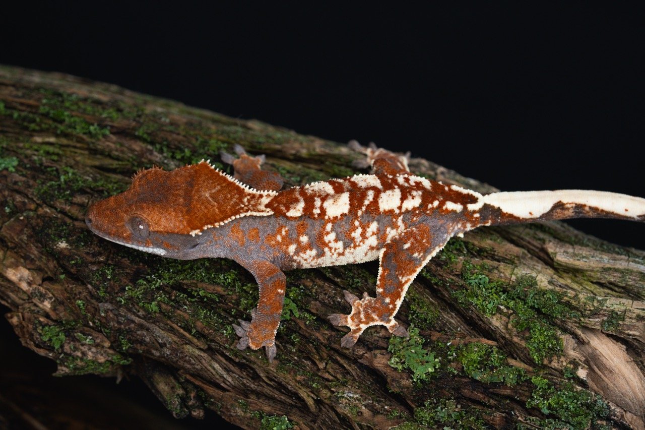 KaCa25-6-2-3 Large.jpeg