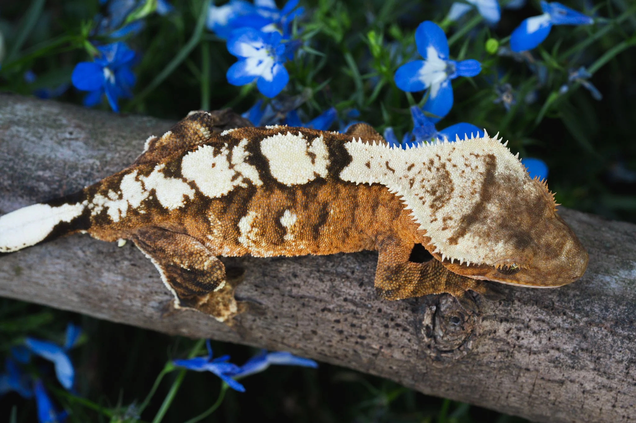 Coronation (Cora) x Cache (CaCo24-3) - Produced by Celestial Exotics, now owned by Aesir Exotics