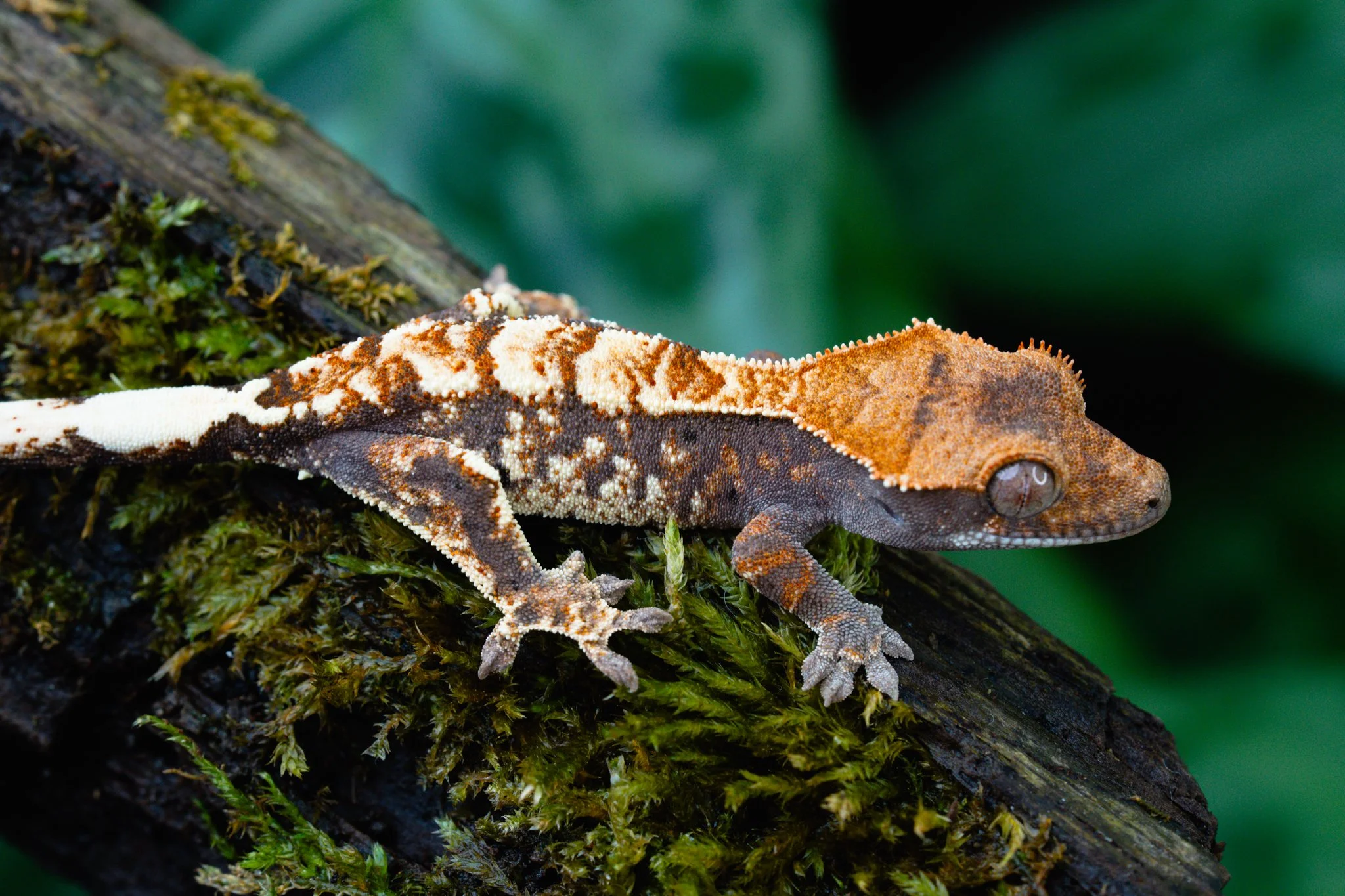 KaCa25-4 (Carney x Kaluha) Produced and Owned by Celestial Exotics 