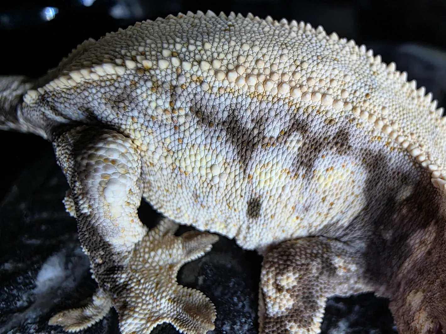 Caribou Lou X Amunet 3.webp