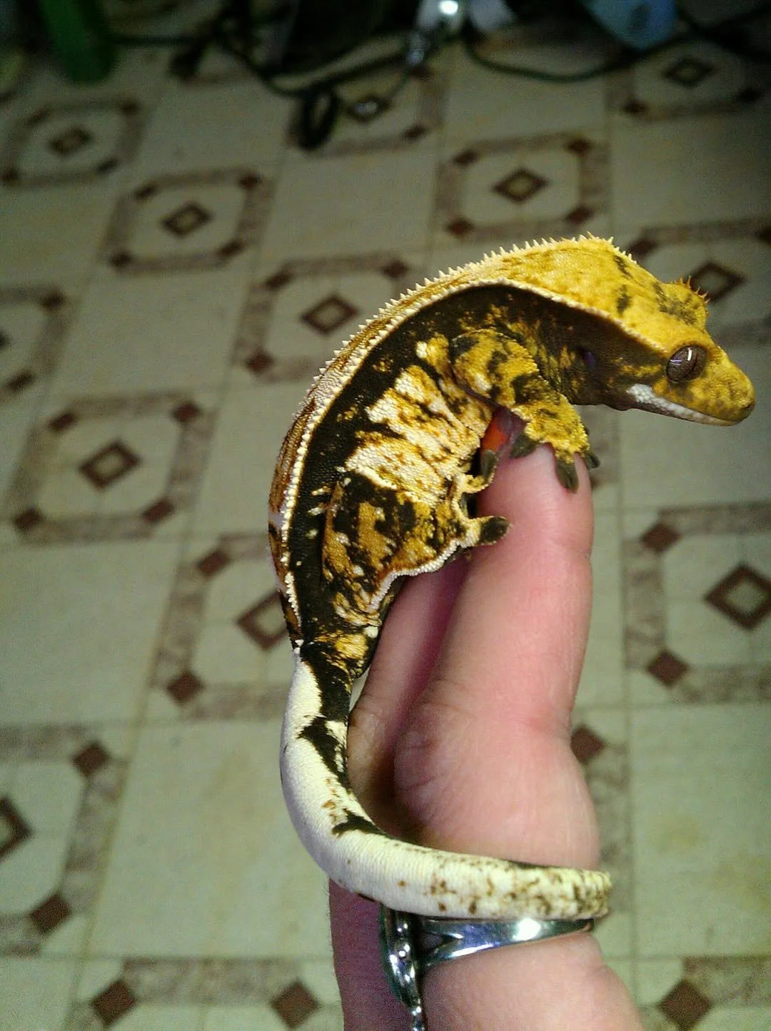 Piccolo (Castellano x Starlyn) JB's Cresties 