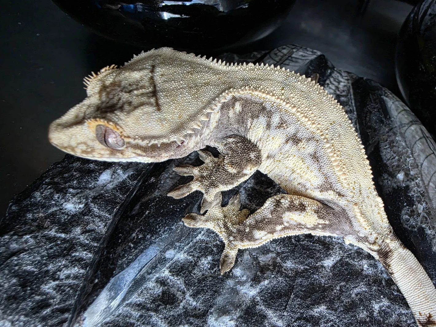 Caribou Lou X Amunet.webp