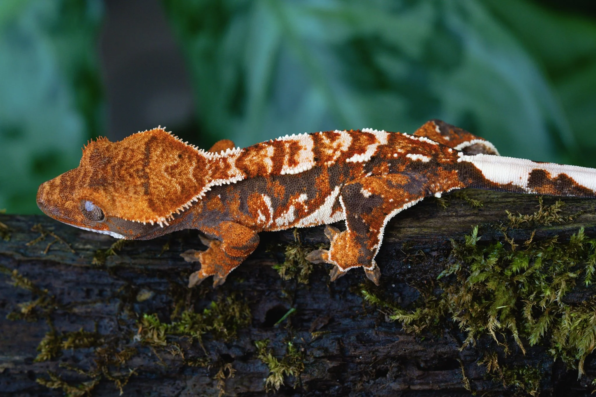 Kilowatt x Intergalactic Dumpster Fire (IDFKi25-2) Produced by Celestial Exotics