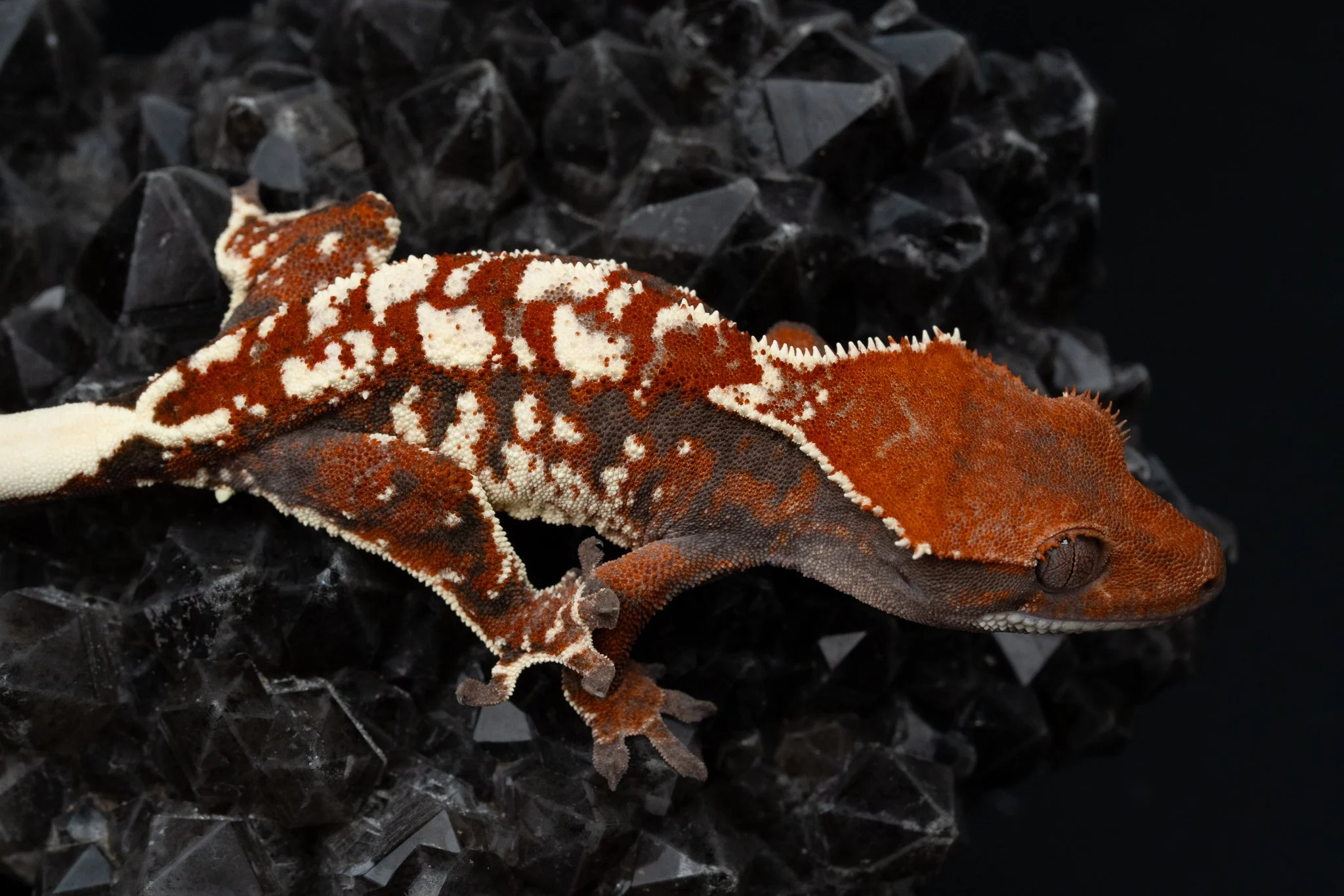 Kaluha x Carney (KaCa25-6) Produced and Owned by Celestial Exotics