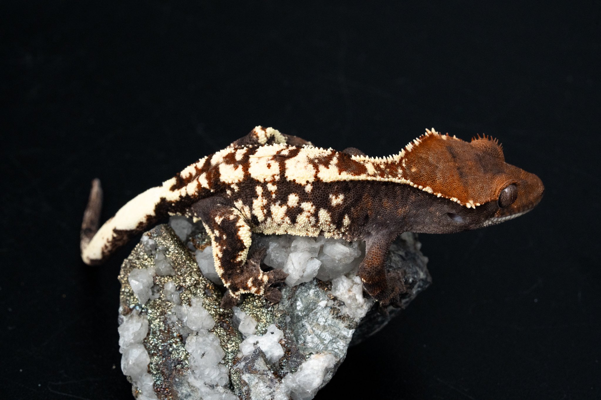 Kaluha x Carney (KaCa25-4) Produced by Celestial Exotics