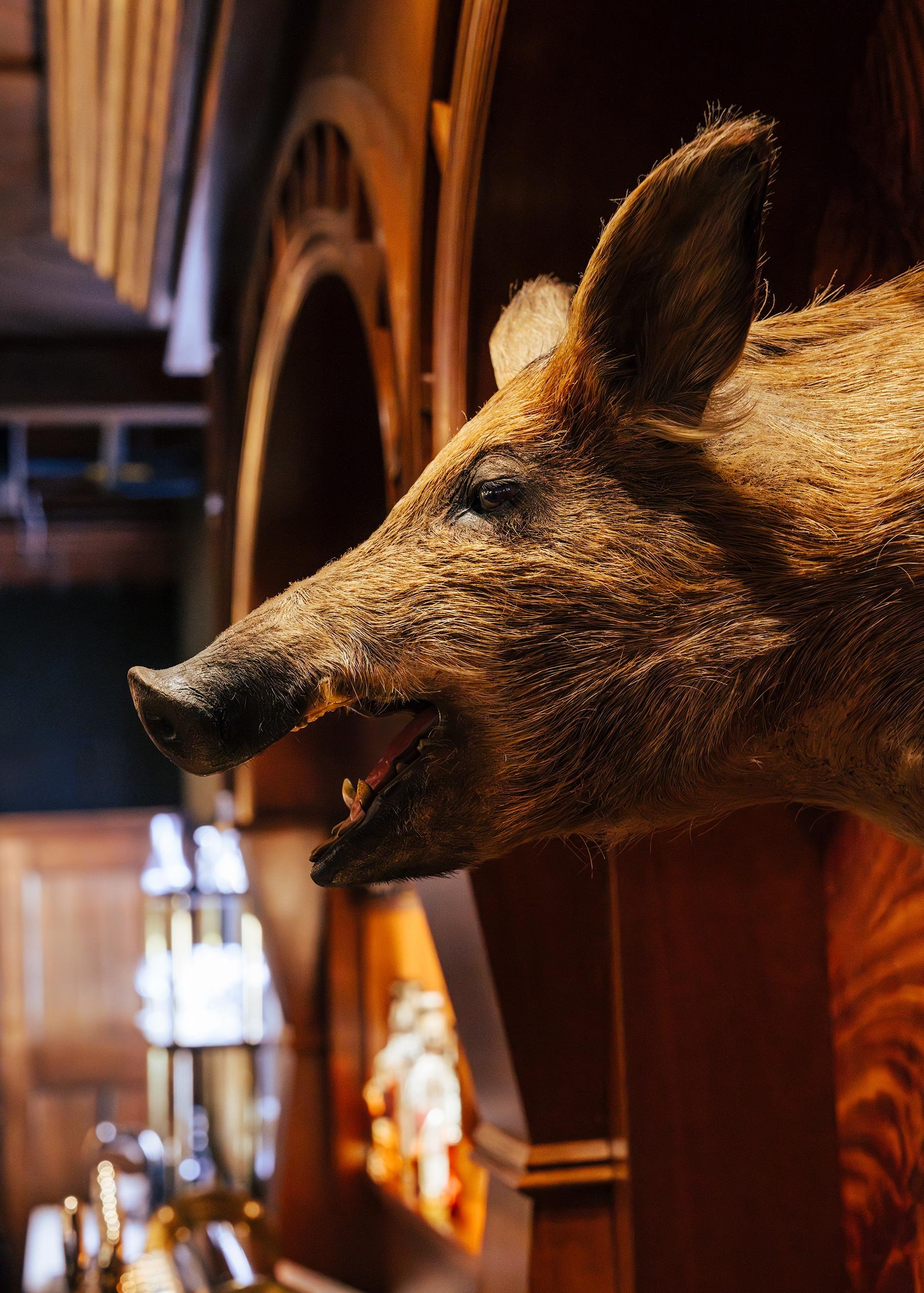 Butcher and the Boar