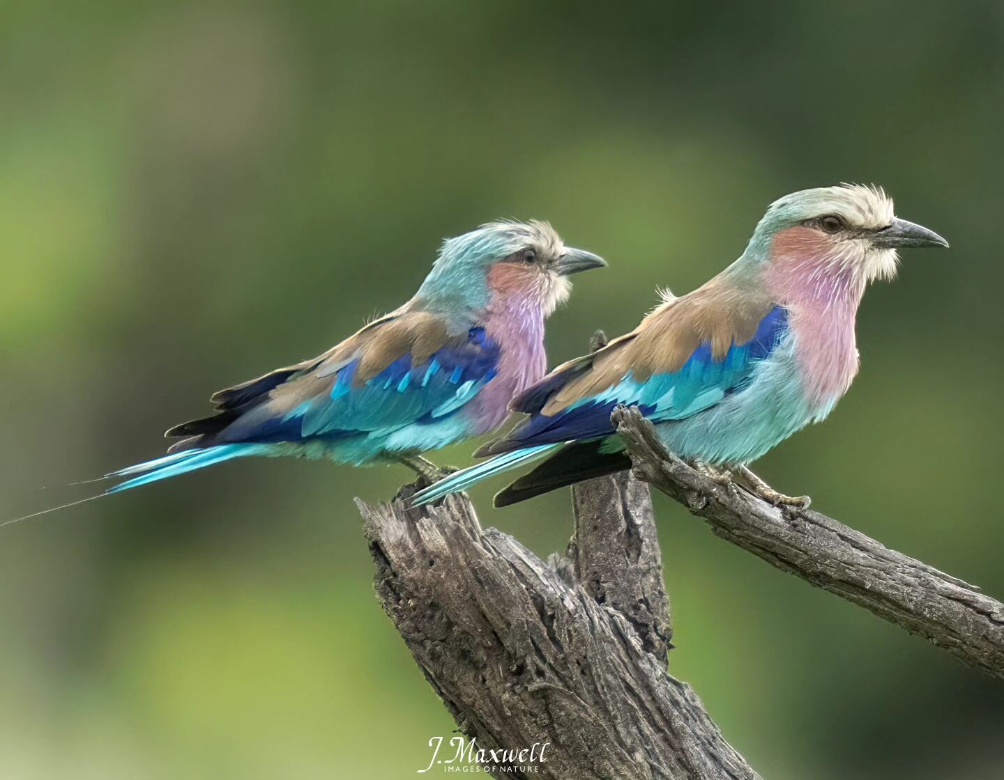 Lilac-breasted Rollers
Kruger NP
December 2023