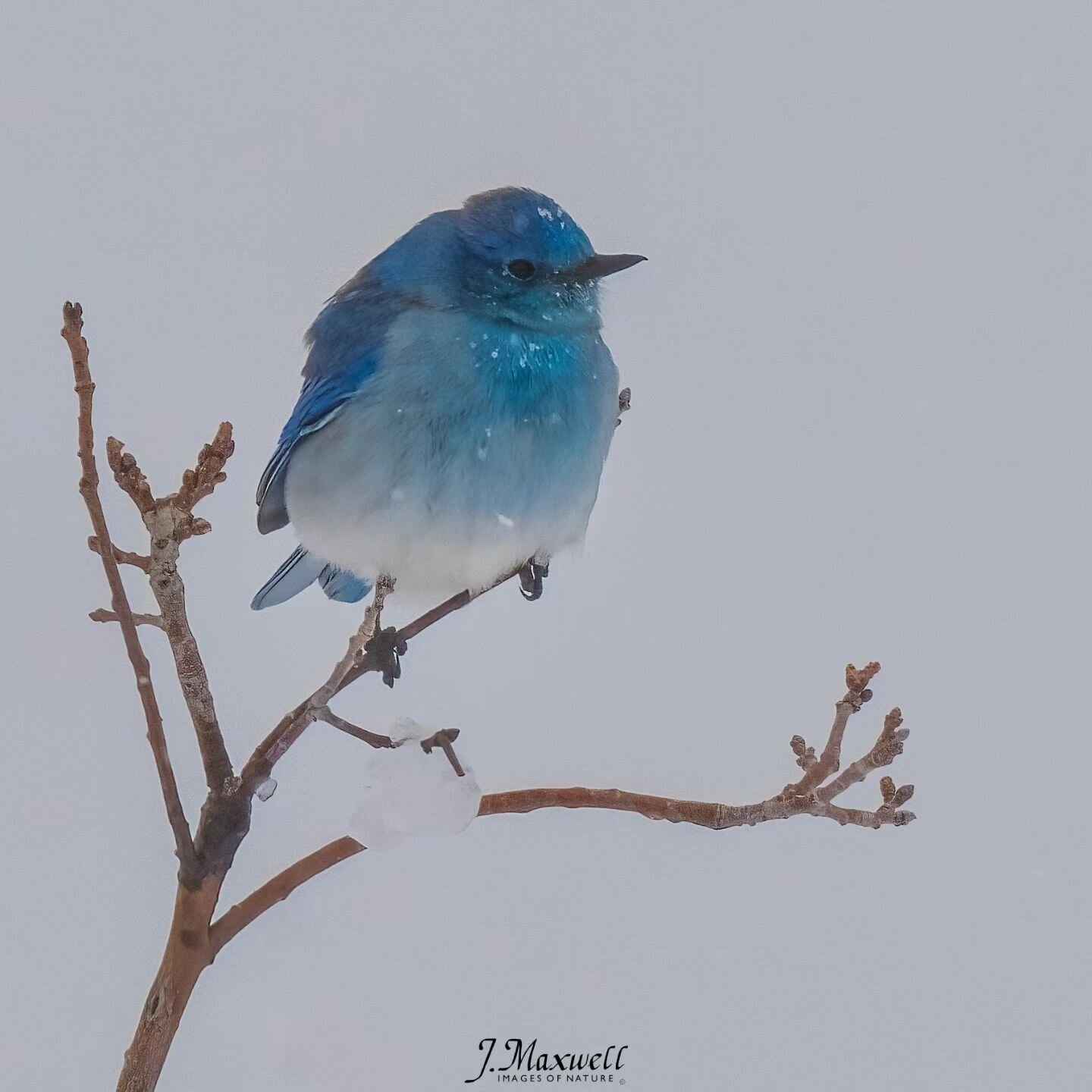 Mountain Bluebird