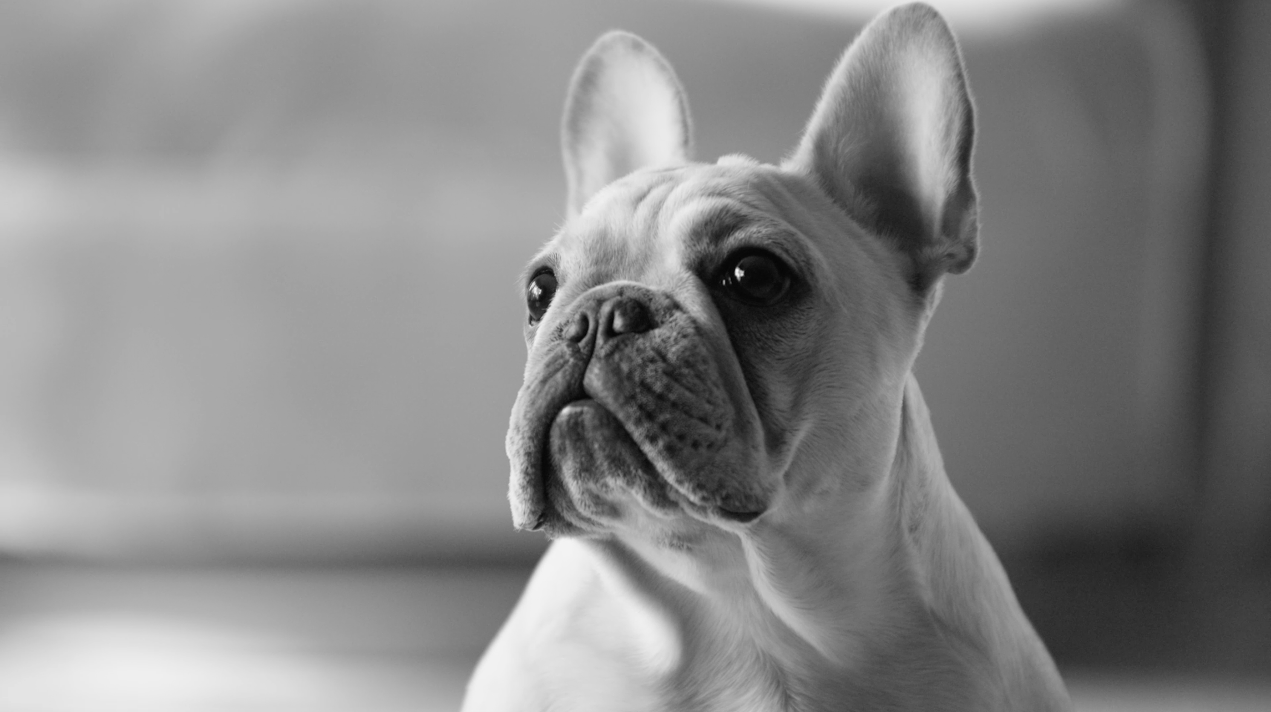 <strong>Royal Canin</strong>&nbsp;<br/>Mars Petcare