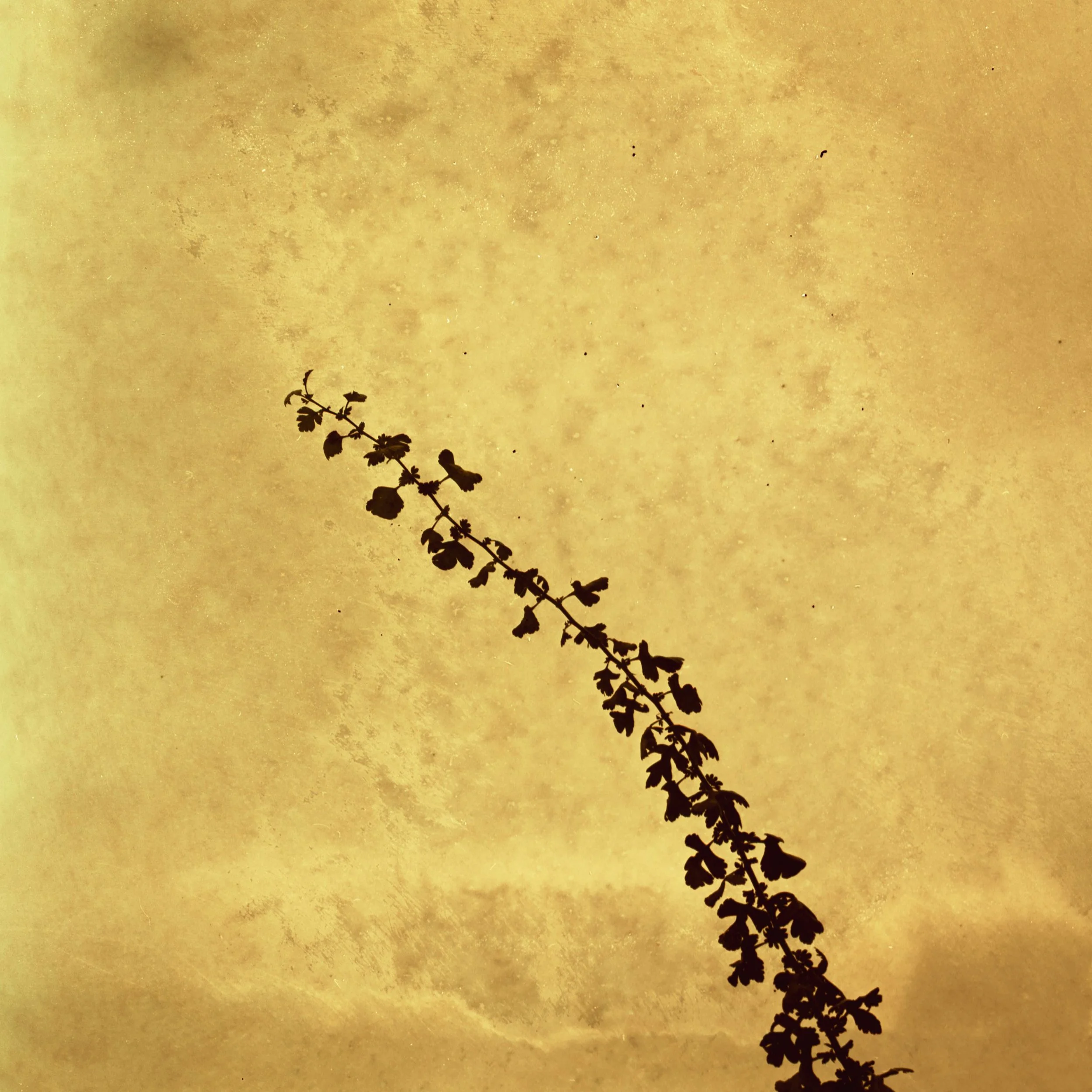Sara Lawlor - This body of work explores bipolar disorder, grief, and the loss of identity through experimental film photography and destructive darkroom processes. Immersing myself in nature and the darkroom, I used image-making as a way to navigate